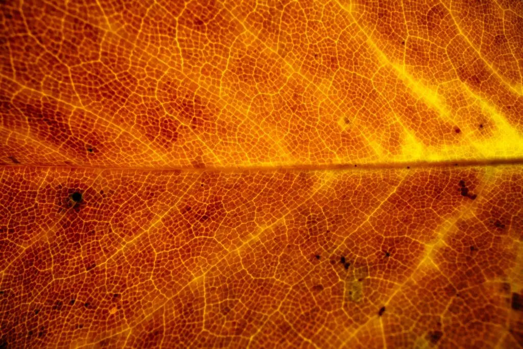 Reiki healing flows through us all, like the golden light revealing the veins and structure of this leaf.