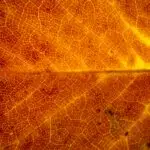 Reiki healing flows through us all, like the golden light revealing the veins and structure of this leaf.