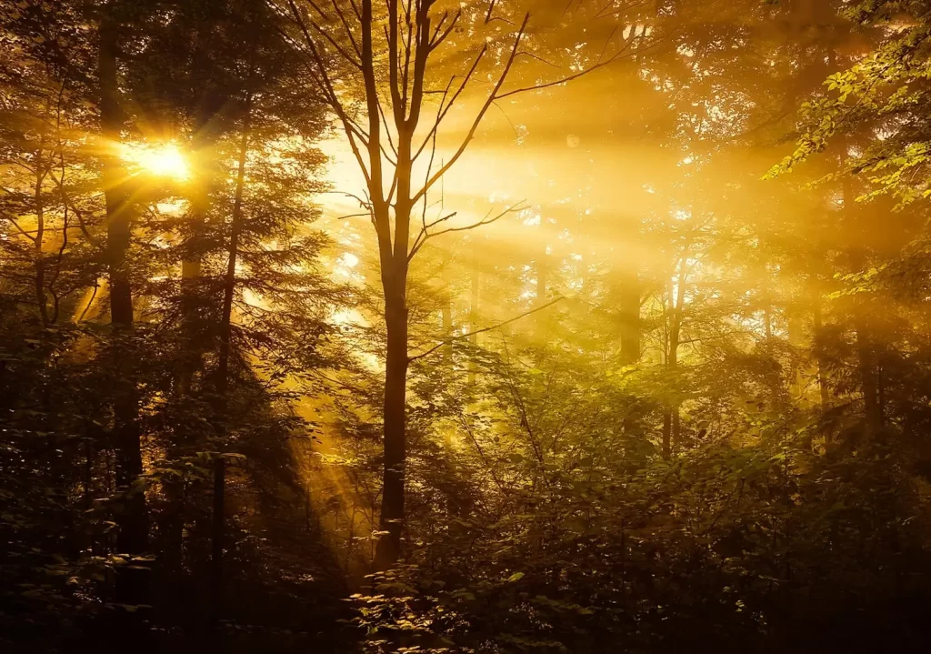 Contact Emerge Guided Healing