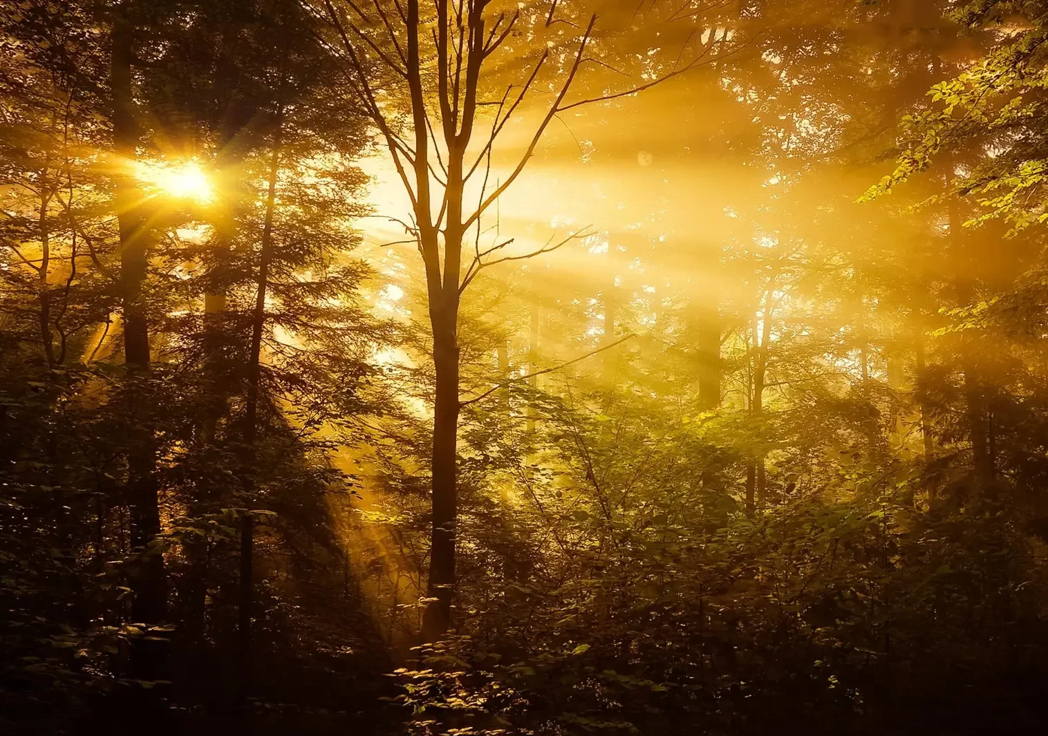 Contact Emerge Guided Healing