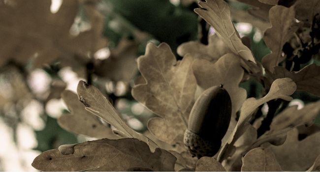 Close up of acorn ripening on an oak tree as a symbol of healing in Chico, CA
