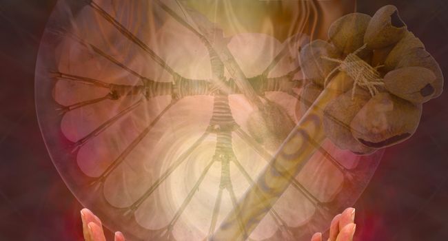 Shamanic drum and ratle over spiral of light and smoke emanating from a pair of hands.